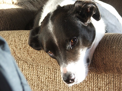 progressive epoxy office dog bella